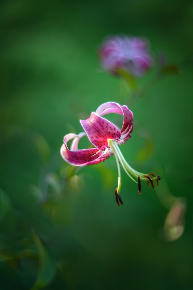 photo "***" tags: macro and close-up, 