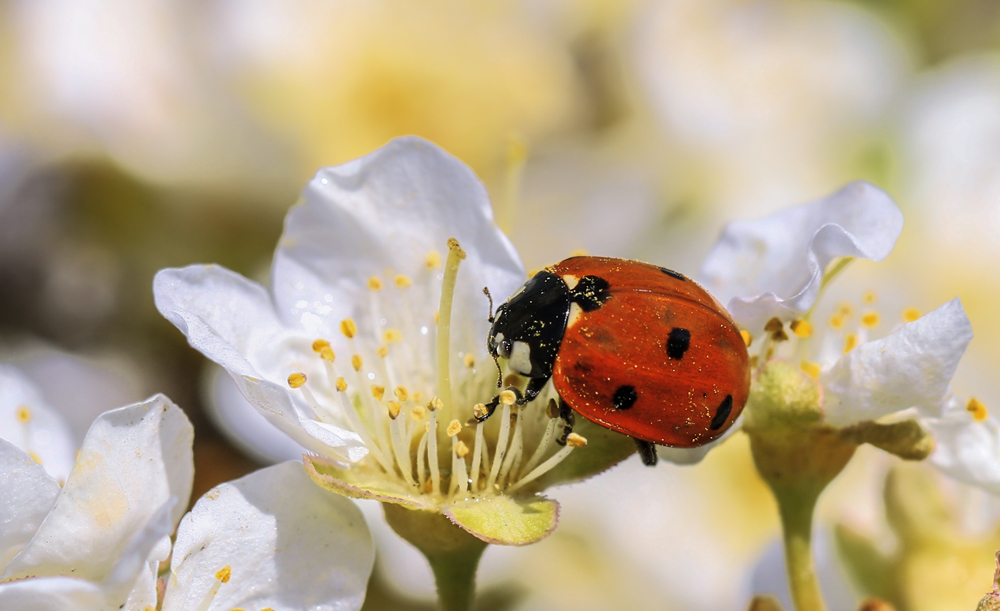 photo "***" tags: macro and close-up, божья коровка, слива