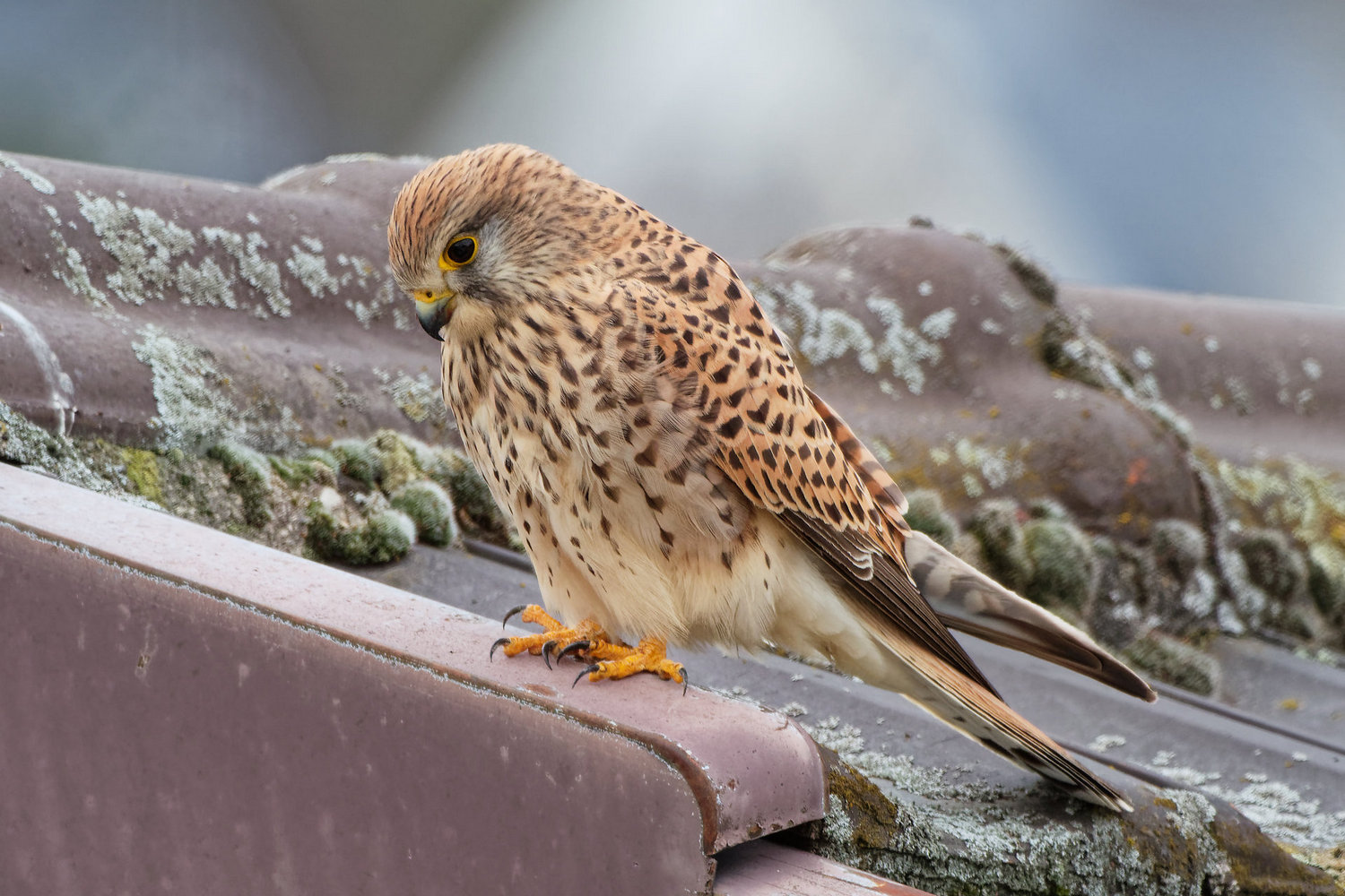 photo "Falco tinnunculus" tags: nature, wild animals