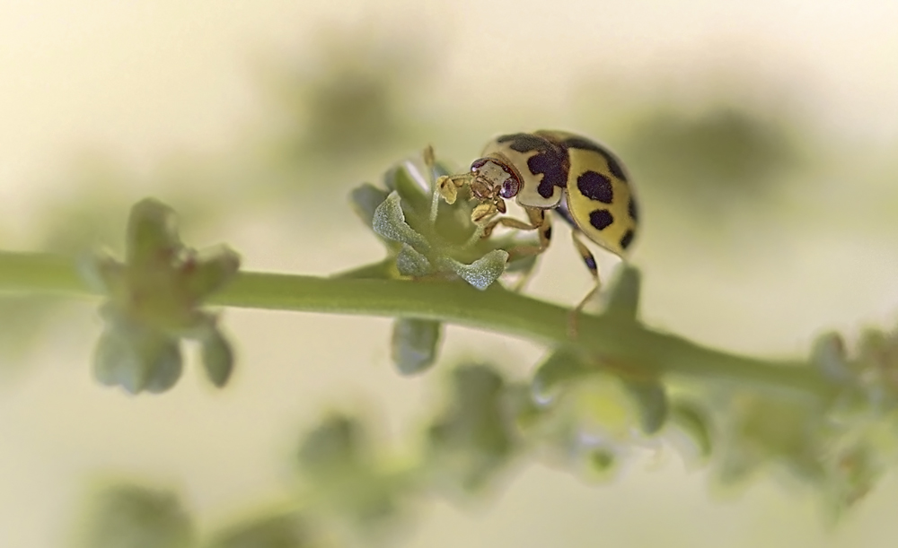 photo "***" tags: macro and close-up, 