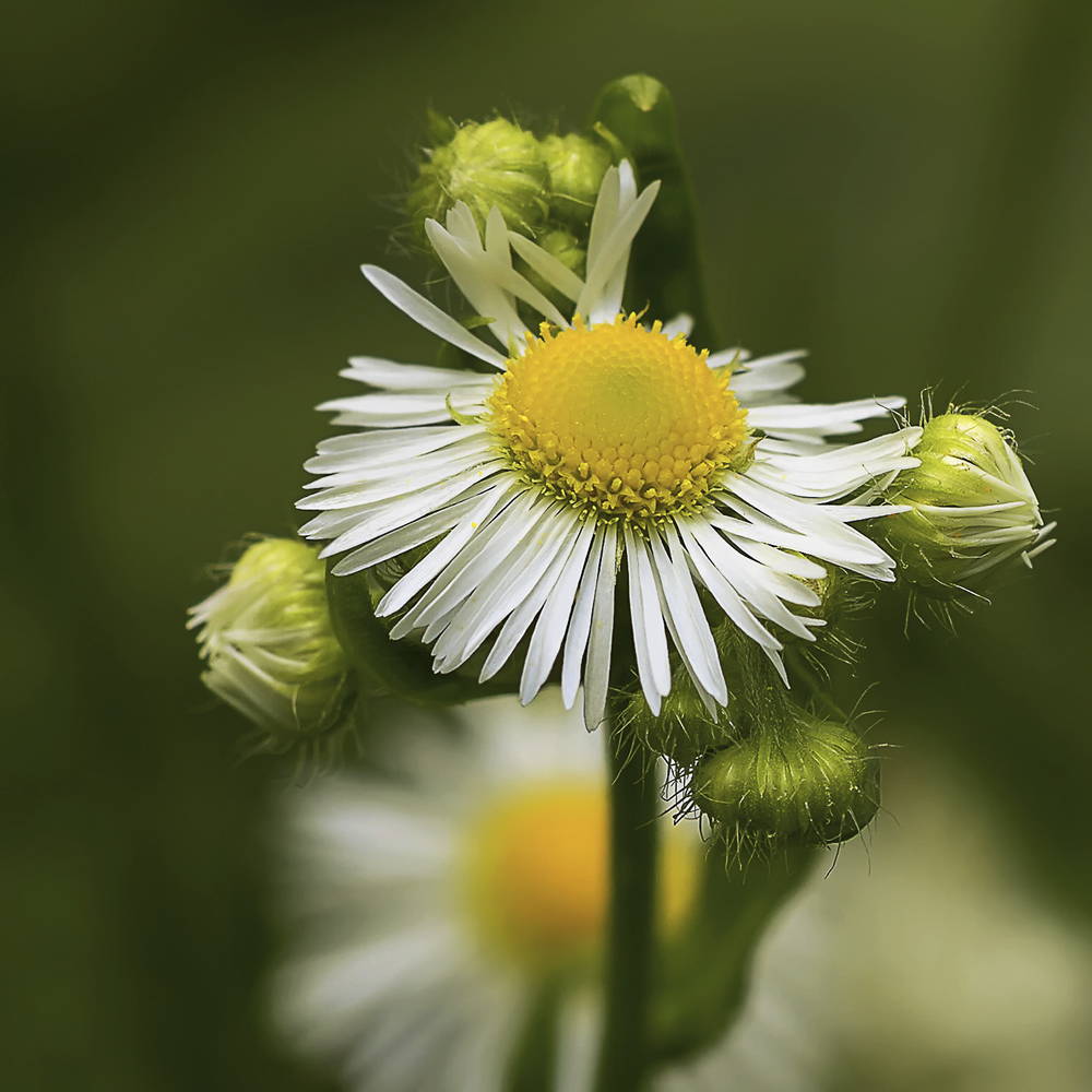 photo "***" tags: macro and close-up, ромашки