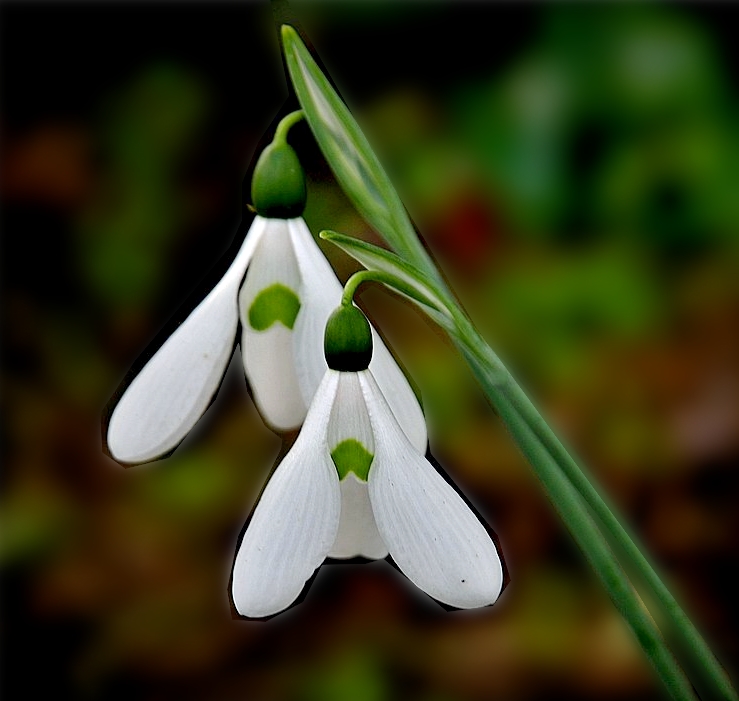 photo "***" tags: nature, macro and close-up, 