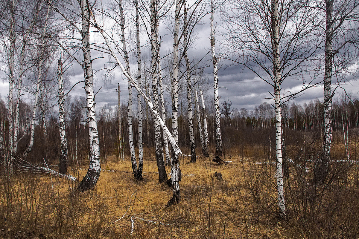 photo "***" tags: landscape, birches, spring