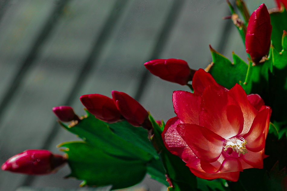 photo "***" tags: macro and close-up, flowers