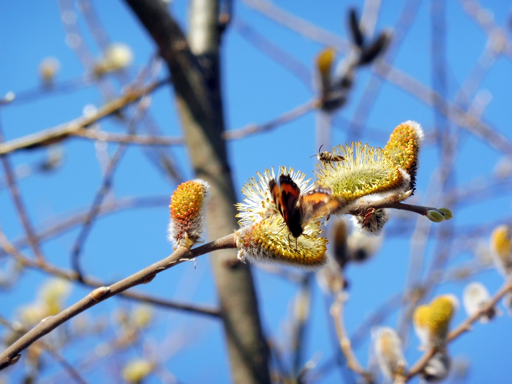 photo "***" tags: nature, macro and close-up, misc., butterfly, spring, верба, шмель