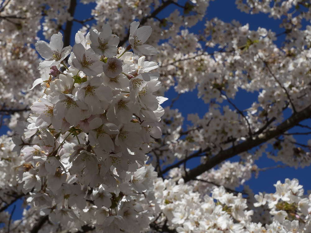 photo "Spring time Copenhagen" tags: nature, macro and close-up, reporting, 