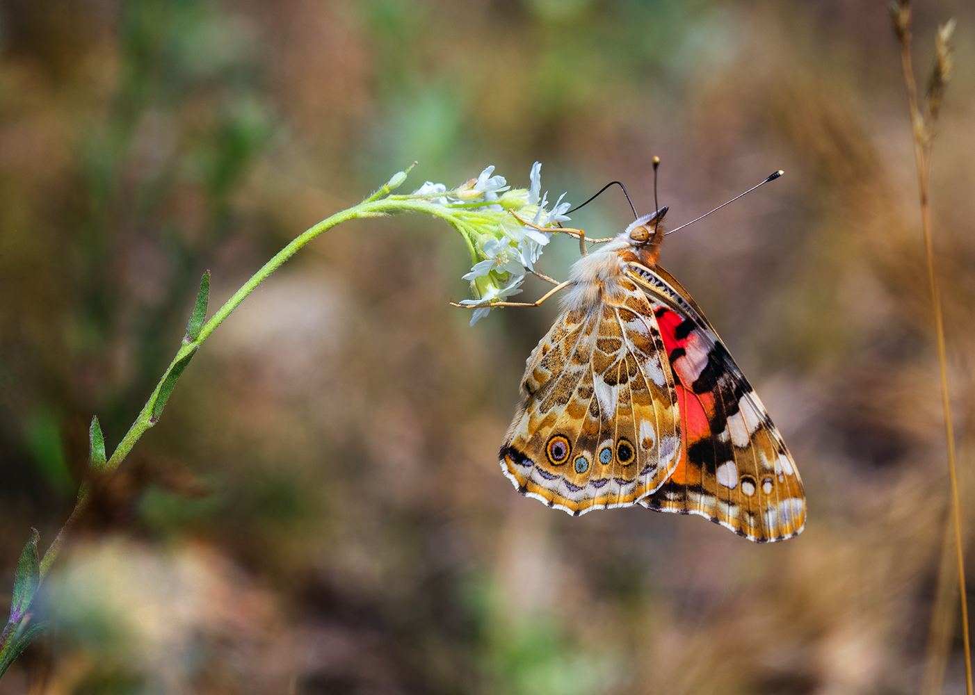 photo "***" tags: macro and close-up, 