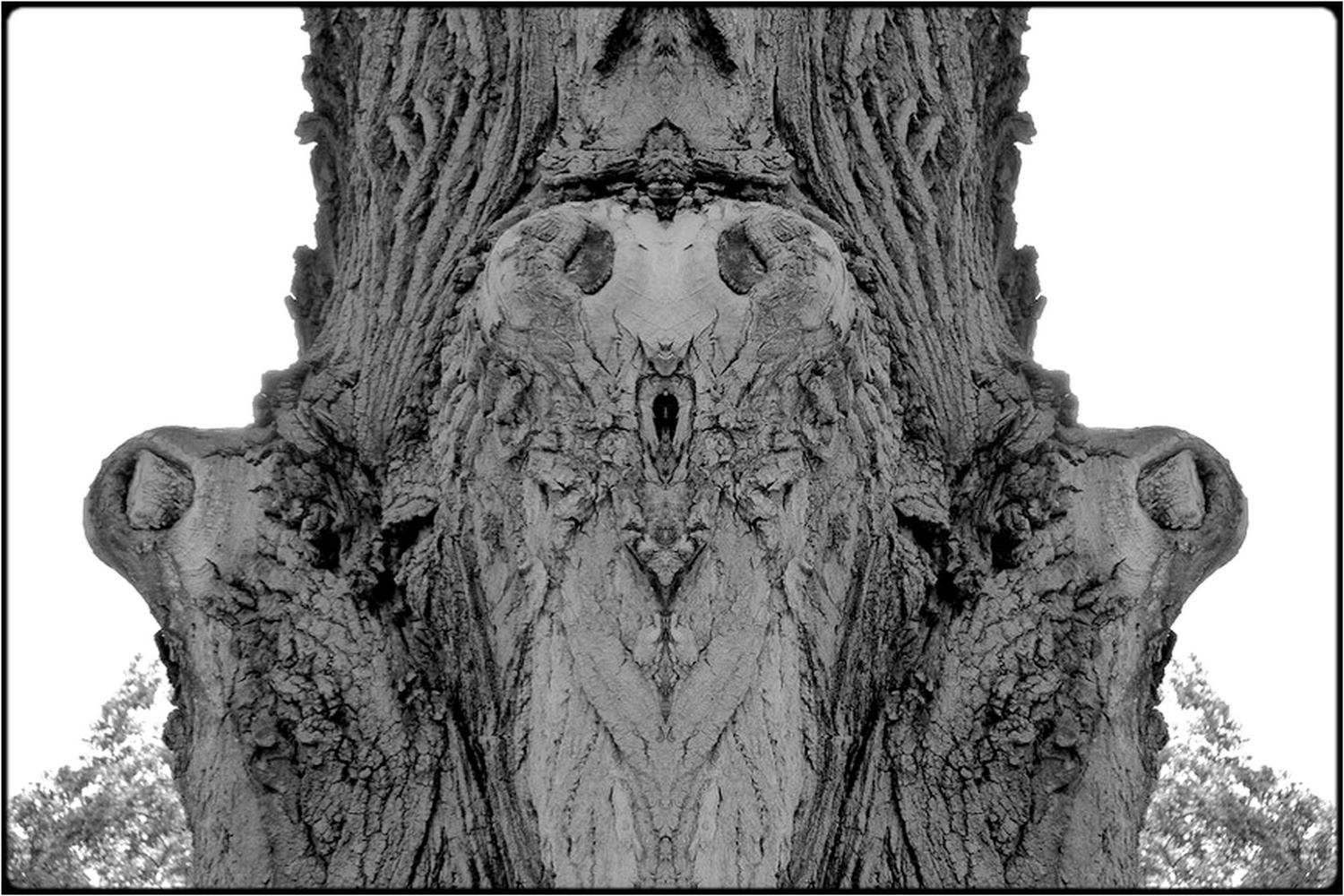 фото "little wizzard-tree" метки: digital art, природа, макро и крупный план, bark, close-up, mirror, tree
