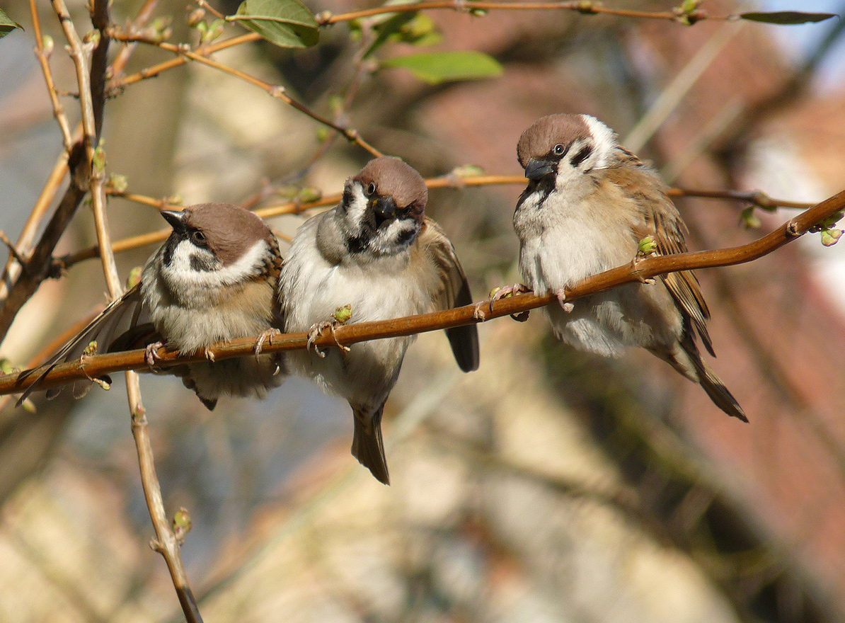 photo "***" tags: nature, macro and close-up, wild animals