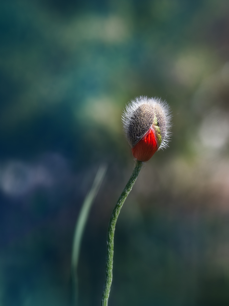 photo "***" tags: macro and close-up, 