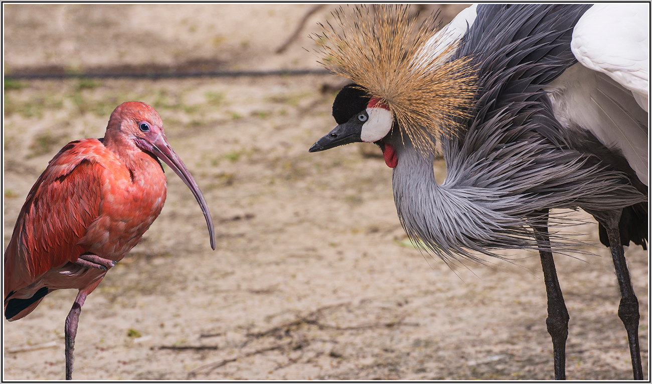 photo "***" tags: macro and close-up, Израиль., Священный птиц ибис, венценосный журавль, зоопарк