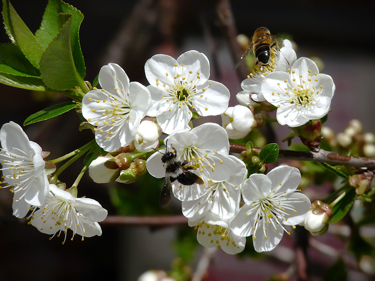 photo "***" tags: nature, spring