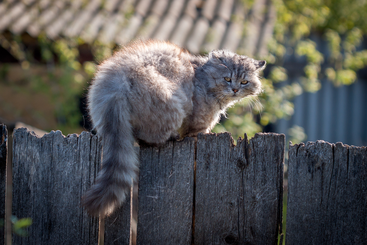 фото "***" метки: разное, 