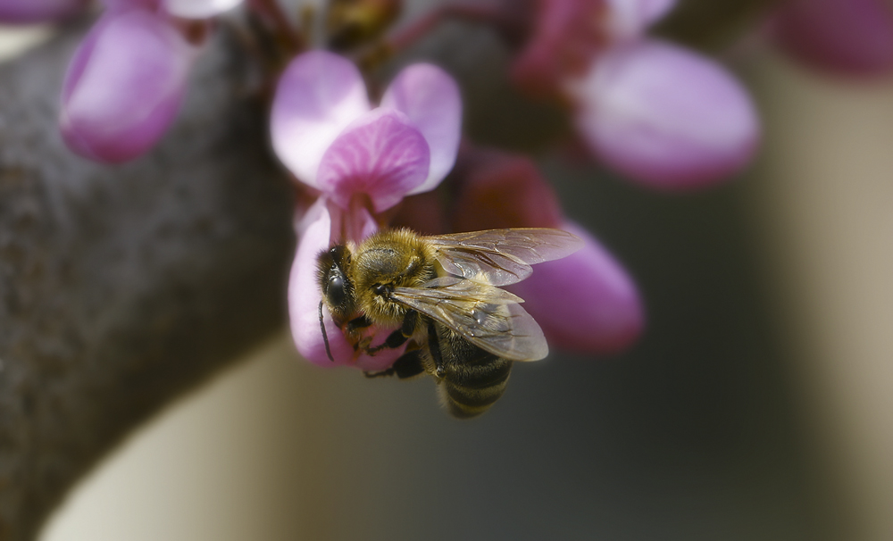 фото "Тепло. Не до загара пчёлам..." метки: макро и крупный план, Иудино дерево, пчела