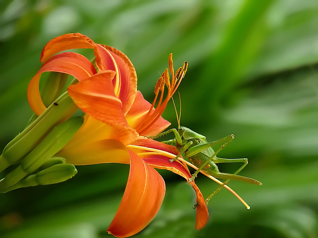 photo "***" tags: nature, macro and close-up, flowers, insect