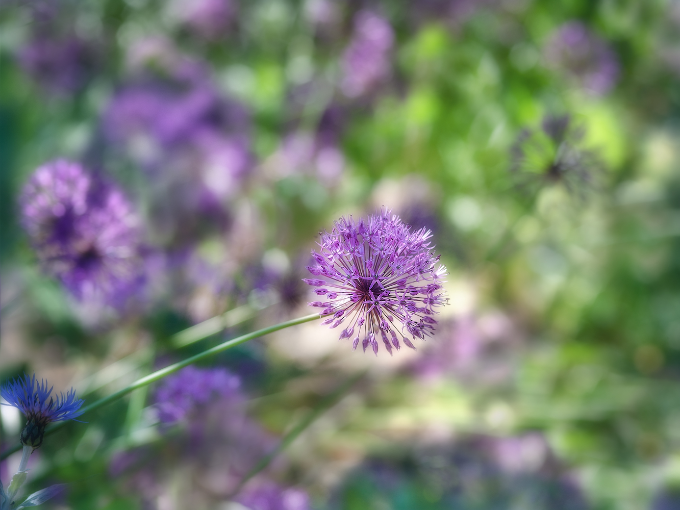 photo "***" tags: macro and close-up, 