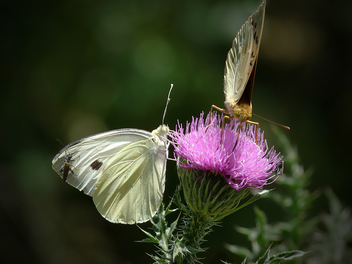 photo "***" tags: nature, insect