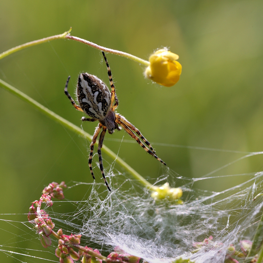 photo "***" tags: macro and close-up, 