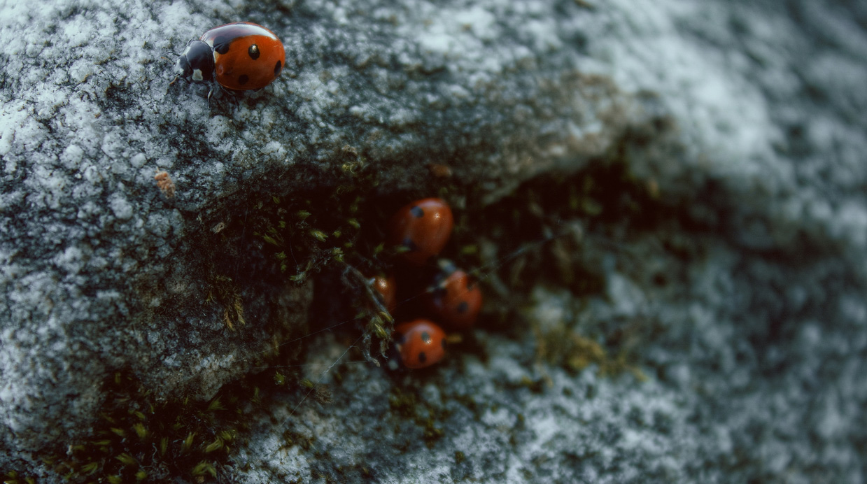 photo "семья" tags: misc., nature, macro and close-up, Karelia, insect, stone, Насекомые, мох, семья