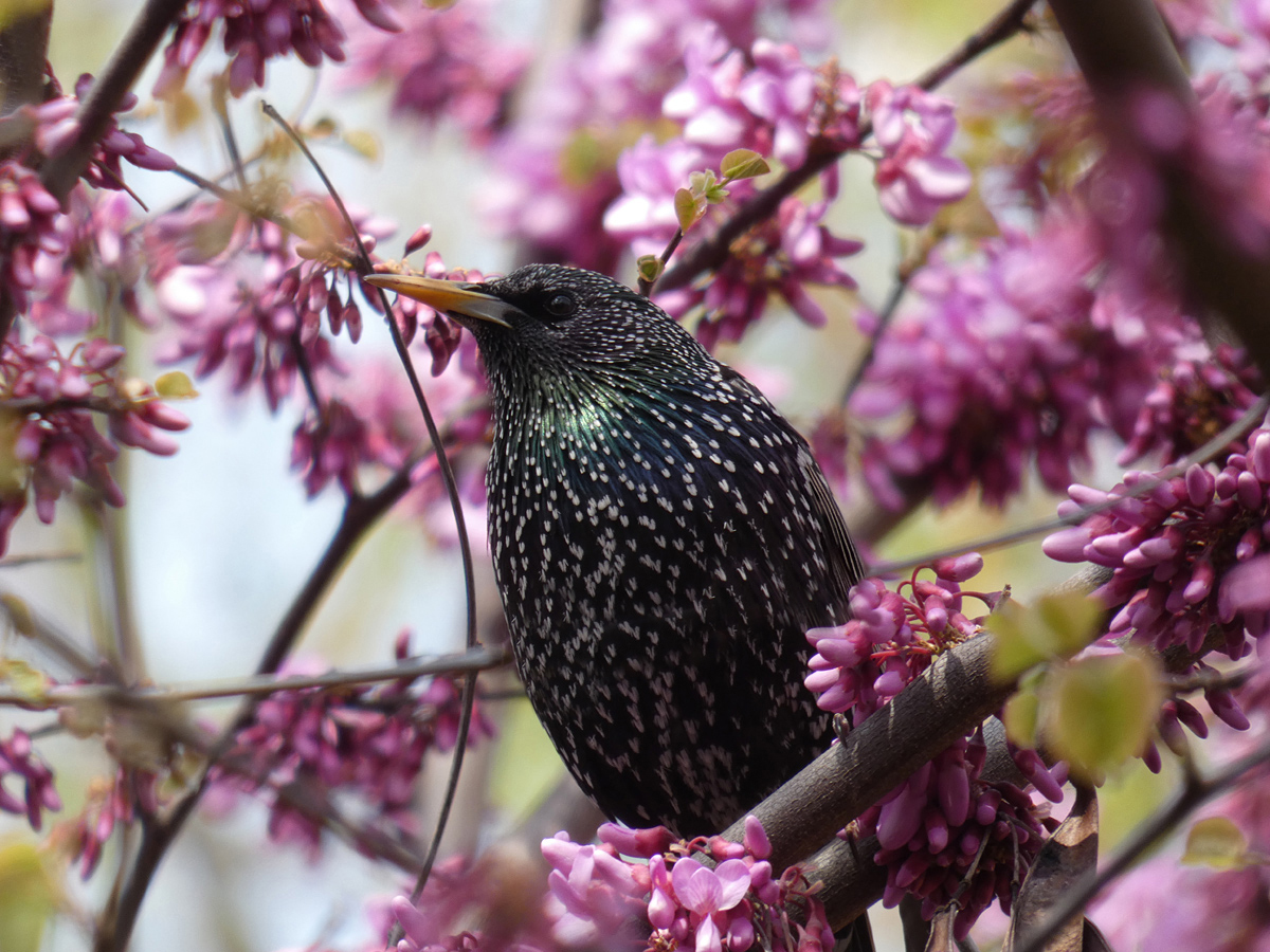 photo "***" tags: nature, macro and close-up, wild animals