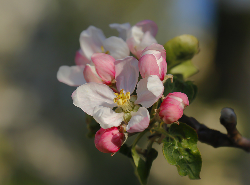 photo "***" tags: macro and close-up, цветение яблони