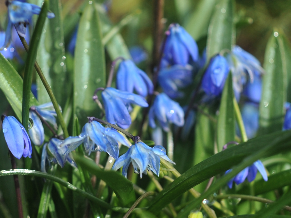 photo "***" tags: nature, macro and close-up, spring