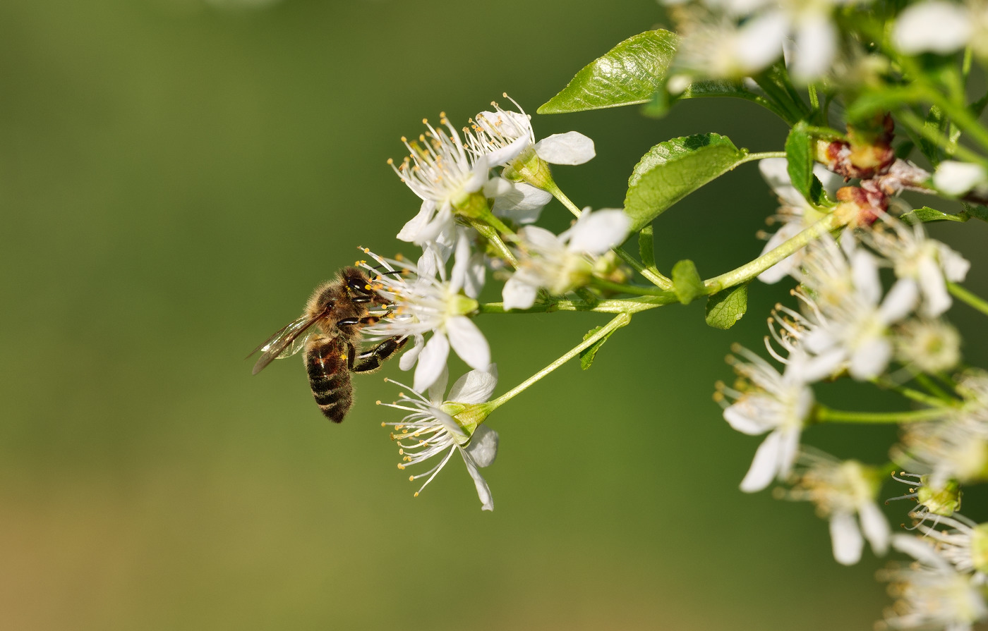 photo "***" tags: macro and close-up, 