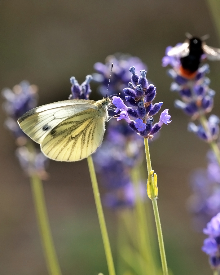 photo "***" tags: macro and close-up, 