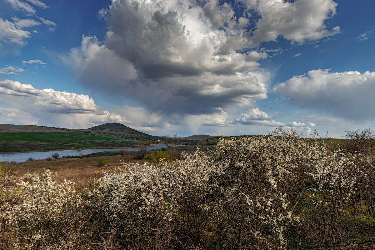 photo "Cloudy" tags: landscape, nature, field, flowers, spring, Цветущий куст, водоем, холмы