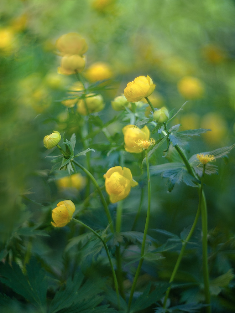 photo "***" tags: macro and close-up, nature, 