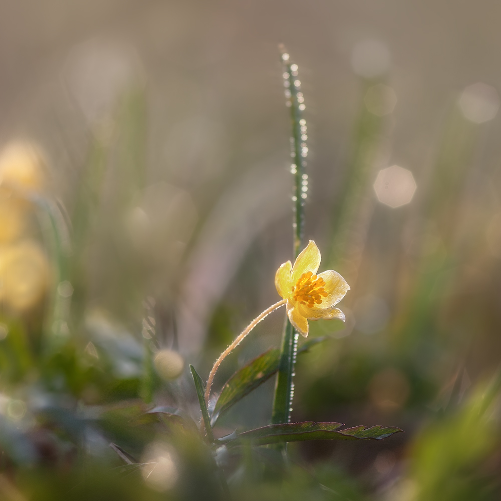 photo "***" tags: macro and close-up, nature, 