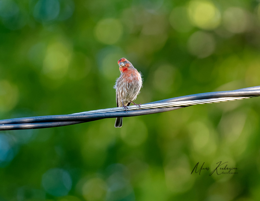 photo "House finch" tags: nature, misc., wild animals bird fish lake