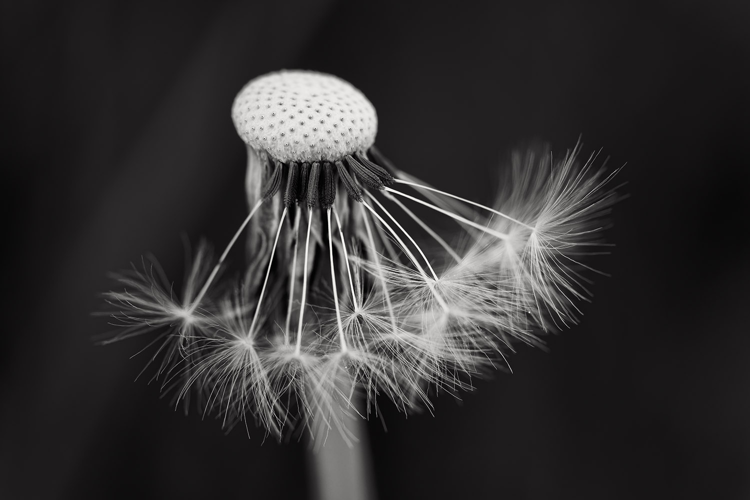 photo "***" tags: nature, black&white, Europe, flowers