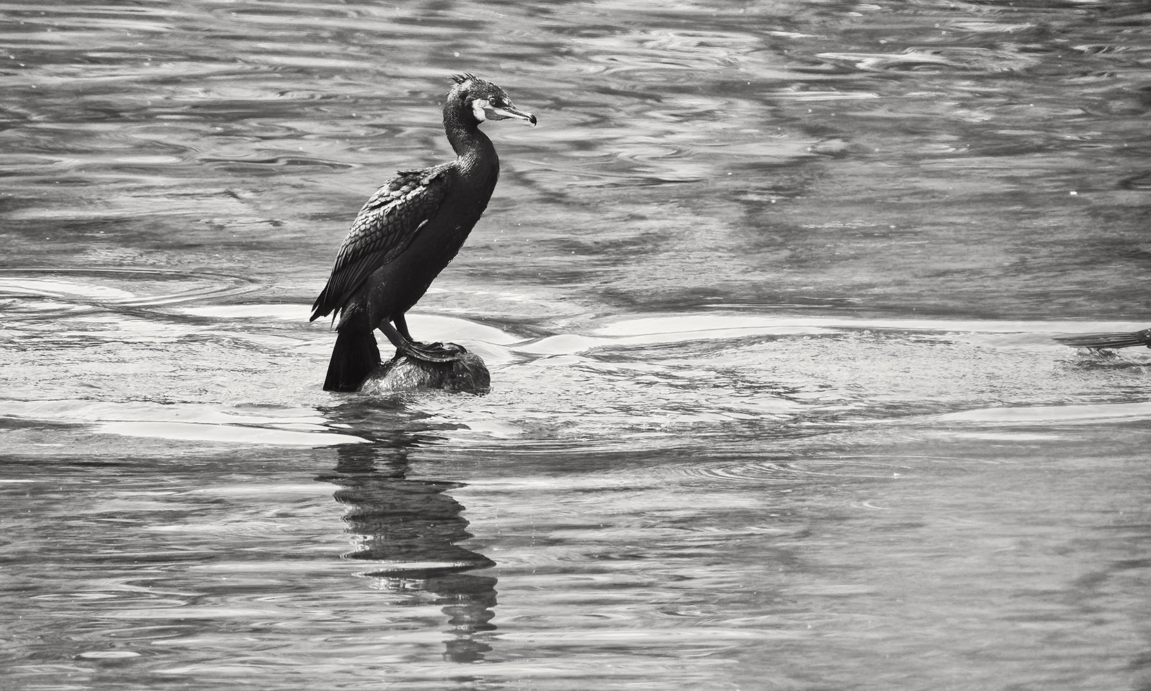 photo "***" tags: nature, black&white, Europe, water, wild animals