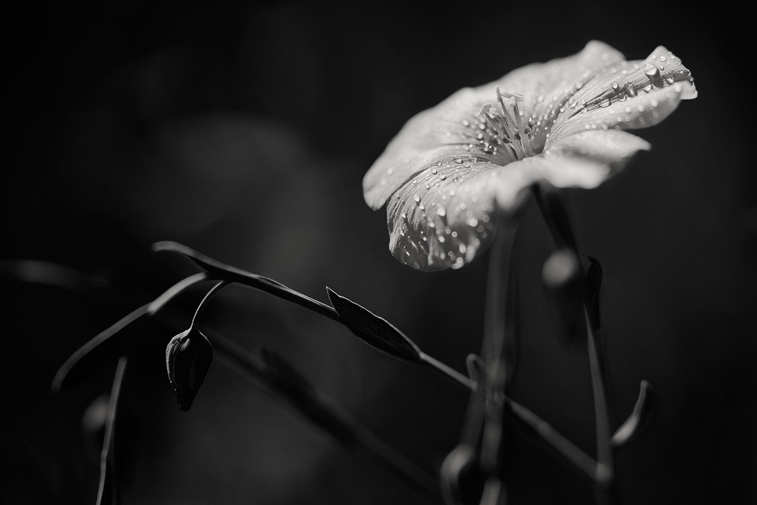 photo "Linum usitatissimum" tags: nature, black&white, Europe, flowers