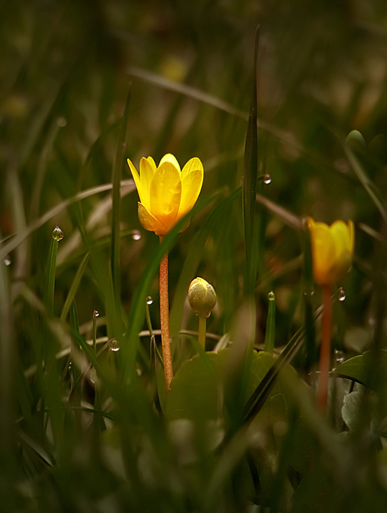 photo "***" tags: nature, flowers