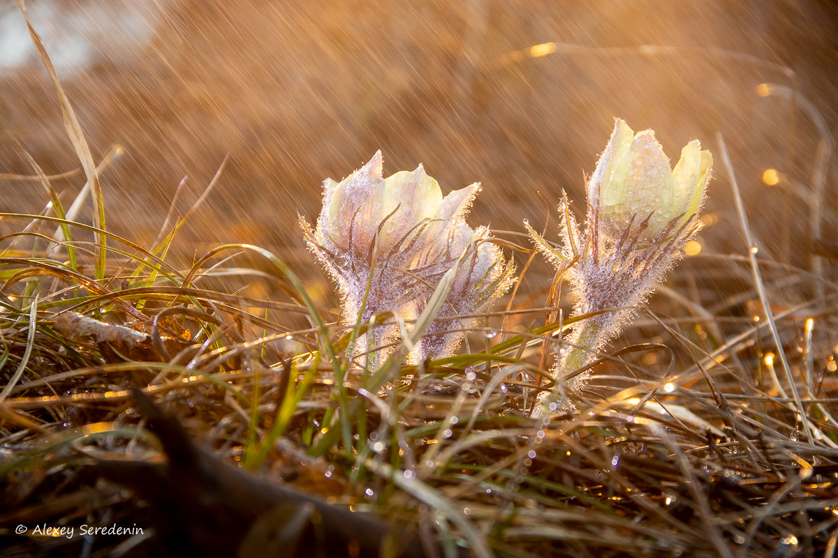 photo "Spring" tags: nature, macro and close-up, 