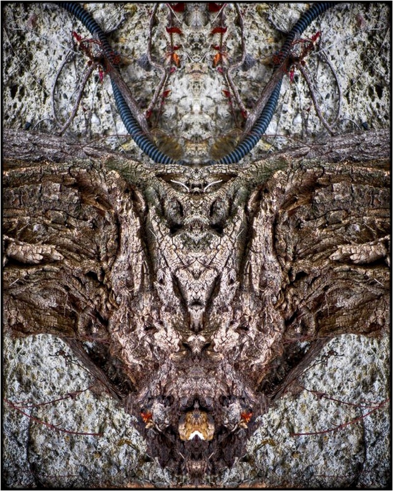 photo "the horned one" tags: digital art, macro and close-up, nature, bark, closeup, mirror, tree