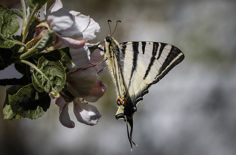 photo "***" tags: macro and close-up, nature, бабочка парусник падалирий