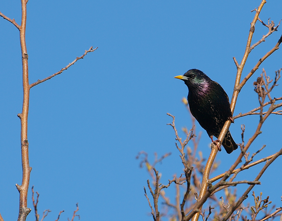 photo "Starling" tags: nature, portrait, reporting, 