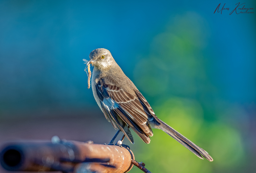 photo "Northern mMockingbird" tags: nature, misc., wild animals bird fish lake