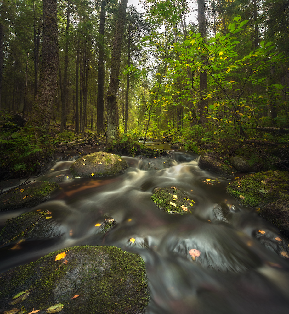 photo "***" tags: landscape, nature, autumn, forest, ленобласть, ручей