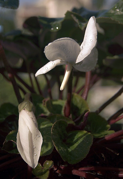 photo "***" tags: macro and close-up, 