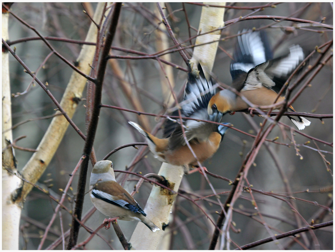 photo "Knights tournament" tags: nature, macro and close-up, 