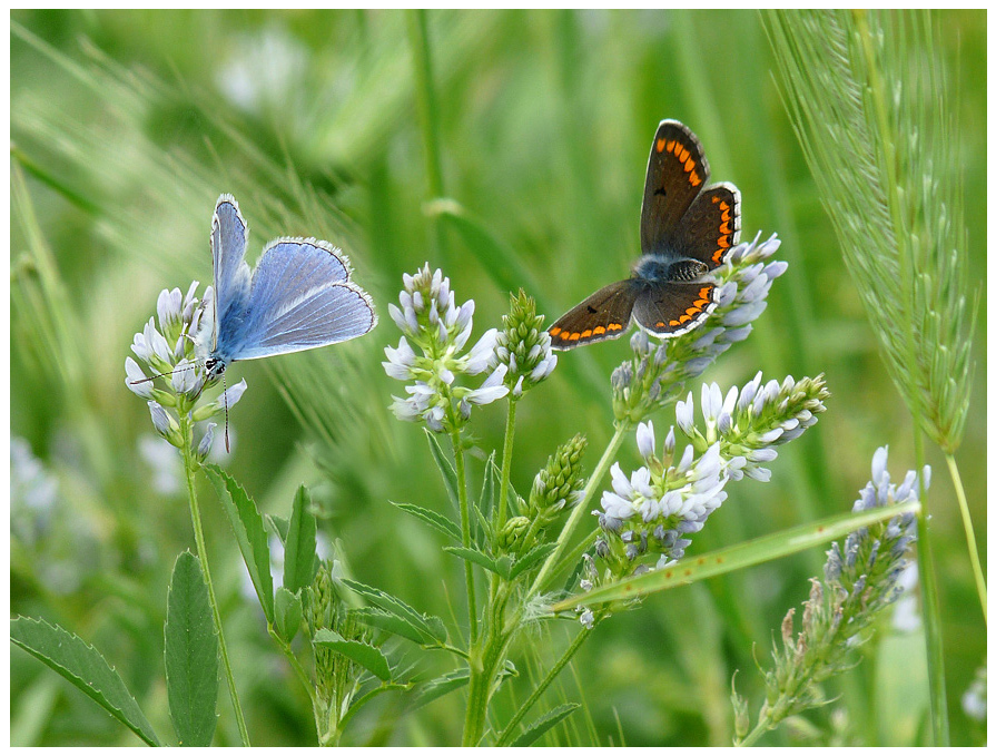 photo "***" tags: nature, flowers, insect