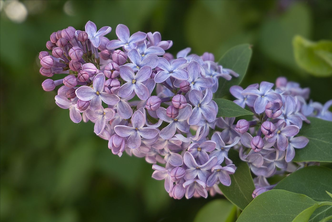 photo "***" tags: nature, flowers, сирень