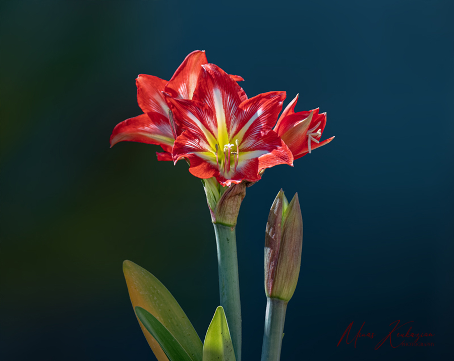 фото "Red and white Lily flower" метки: природа, разное, цветы