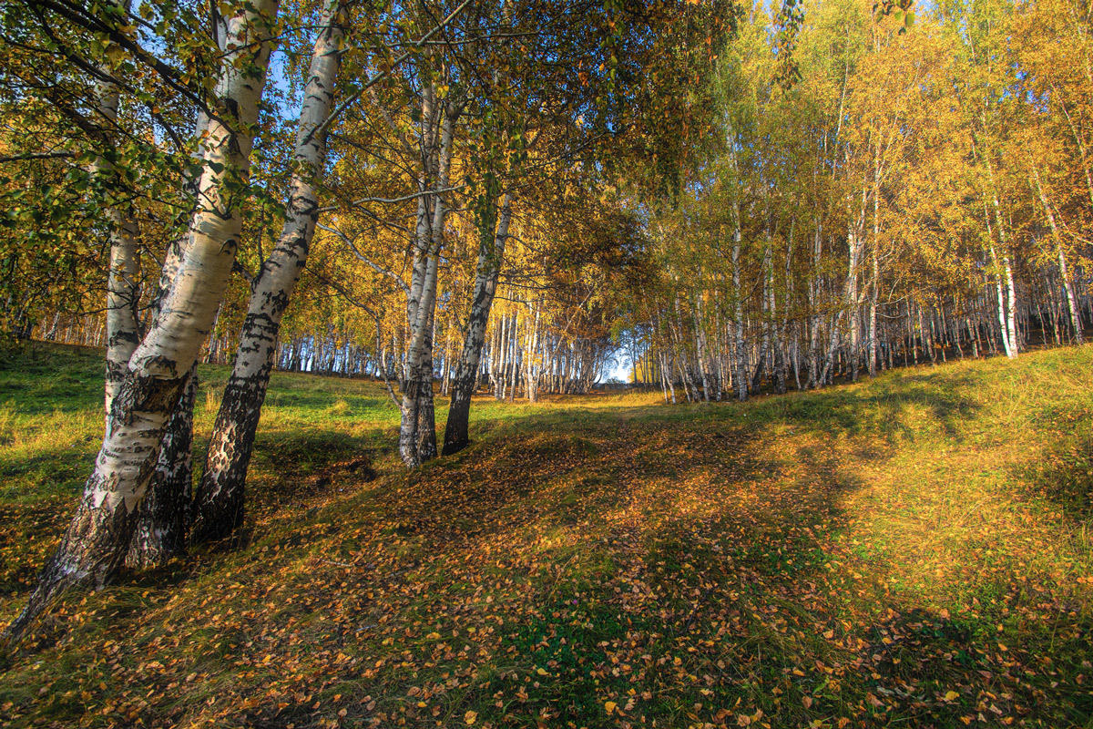 фото "Березовая осень" метки: пейзаж, 