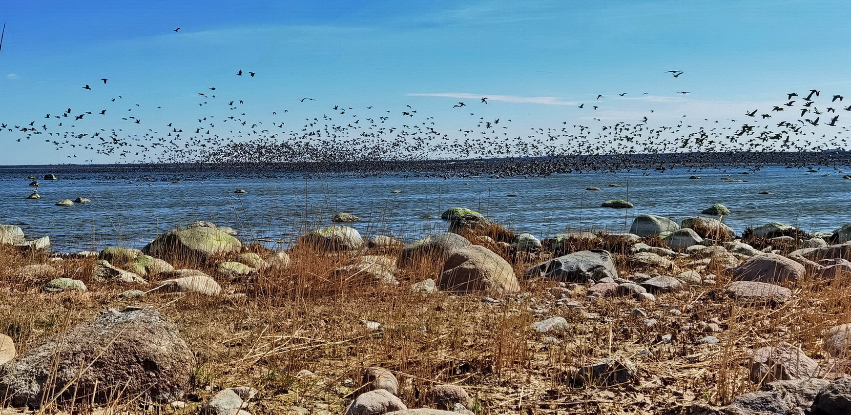 photo "Goose Paradise. Tools Bay" tags: travel, 