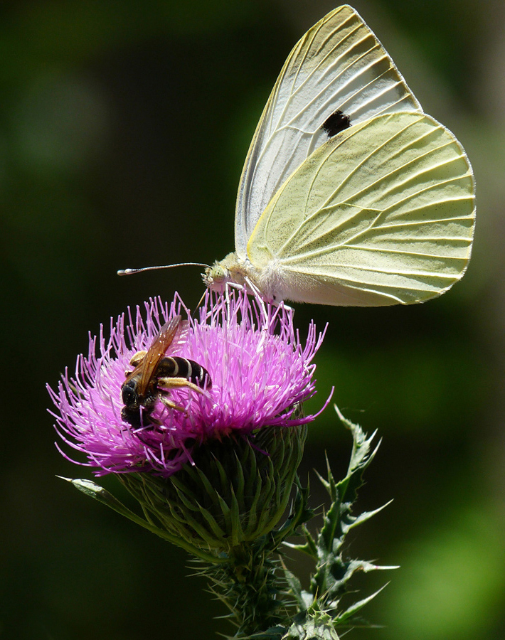 photo "***" tags: macro and close-up, insect